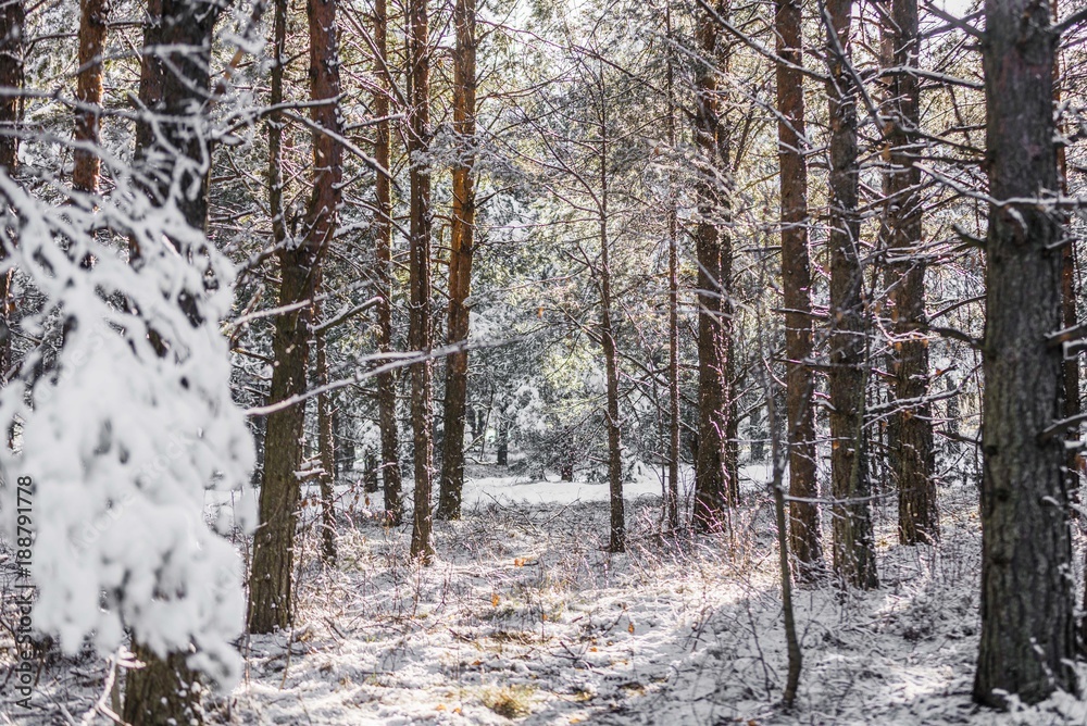 Fototapeta premium snow forest trees
