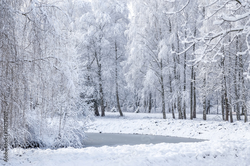 Snow covered forest landscape. Winter park background.