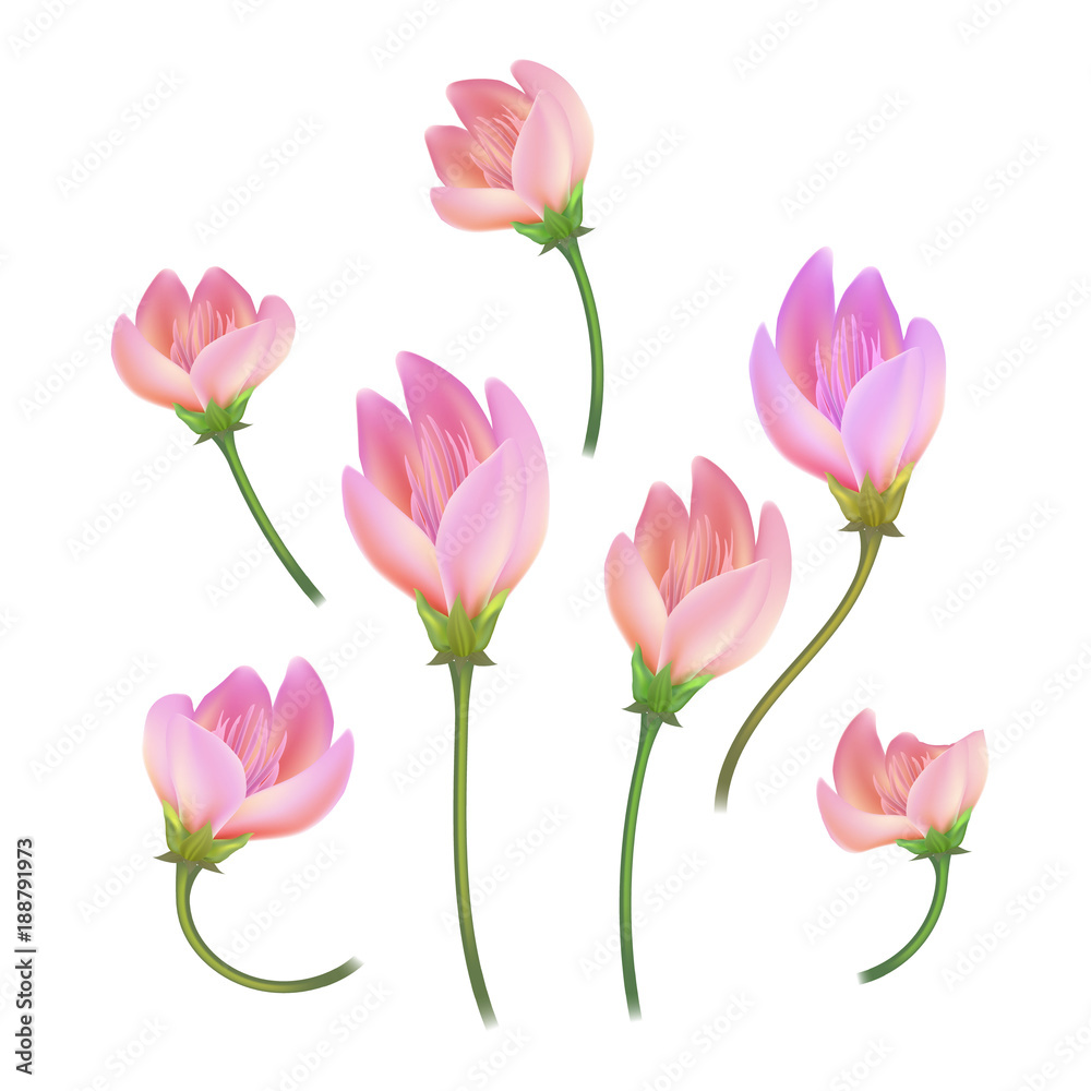 Vector realistic pink flower, cherry, lotos set Vector realistic pink flower, cherry, lotos set
