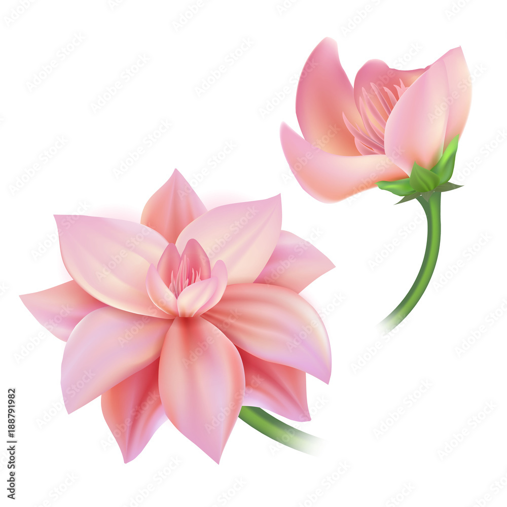 Vector realistic pink flower, cherry, lotos set
