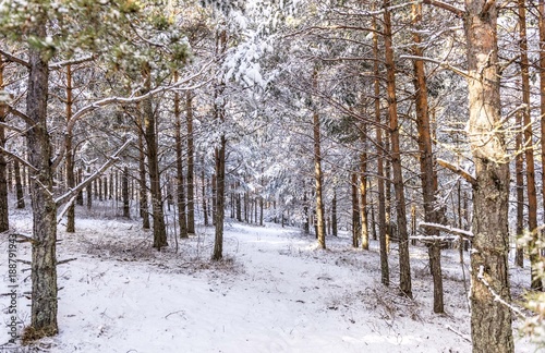 snow wood forest trees © Djordje