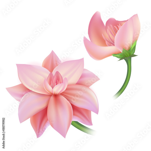 Vector realistic pink flower  cherry  lotos set