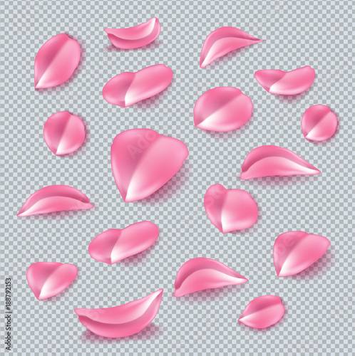 Vector realistic rose, cherry, sakura petal set