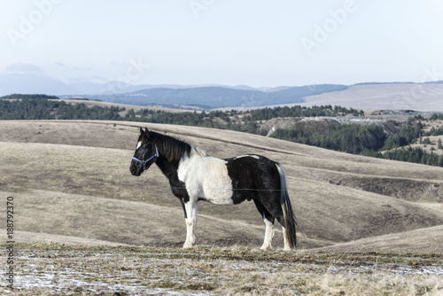 horse in nature. horse grazing on pasture field