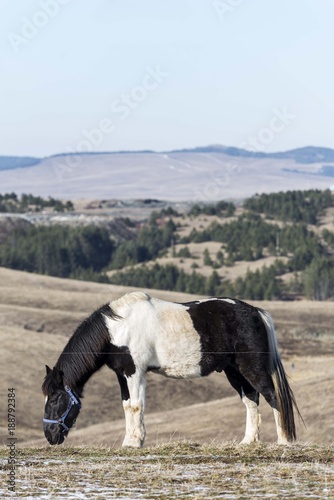 horse in nature. horse grazing on pasture field © Djordje