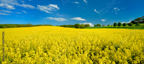 Kulturlandschaft im Frühling, blühendes Rapsfeld, Traktor mit Feldspritze im Hintergrund photo
