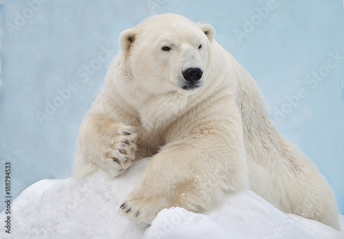 Белый медведь лежит на снегу.