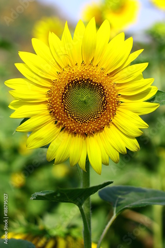 Close up  A beautiful sunflower on blur background