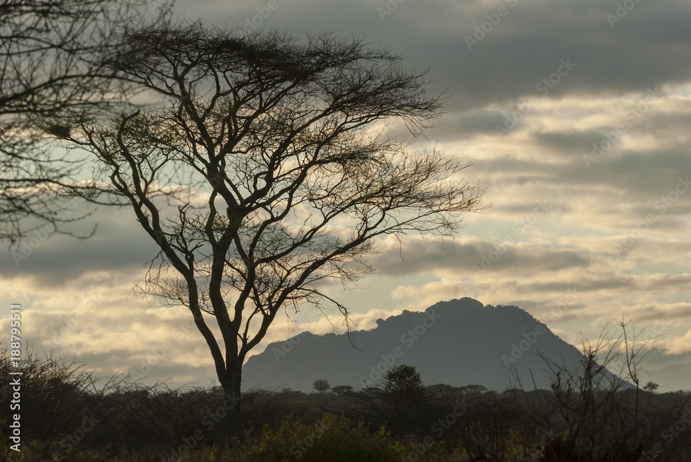 Fototapeta premium Landscape with Kilimanjaro