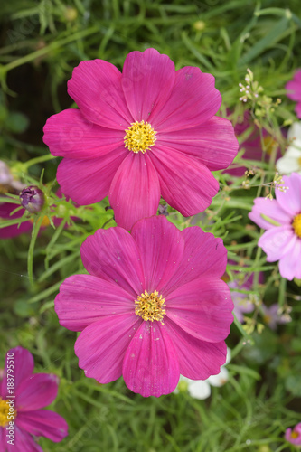 Beautiful flowers in the garden