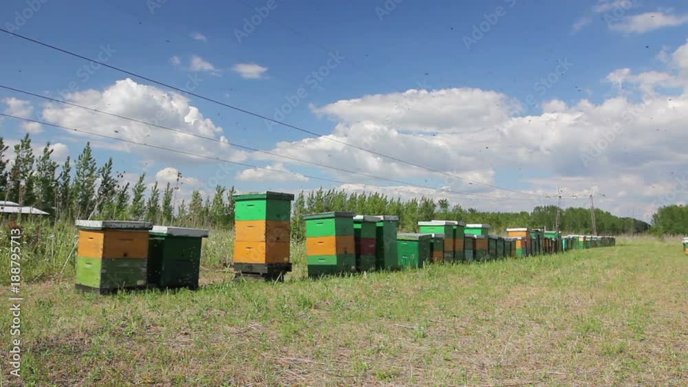 Row of beehives on the pasture, apiary, Bee farm Wooden colorful ...