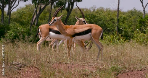 Thomson'S Gazelles; Maasai Mara Day 3; Maasai Mara, Kenya, Africa photo
