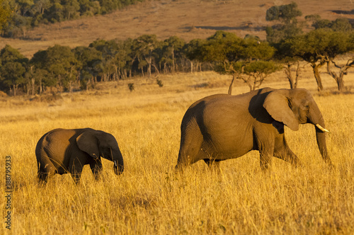 Photography Elephant mother and child