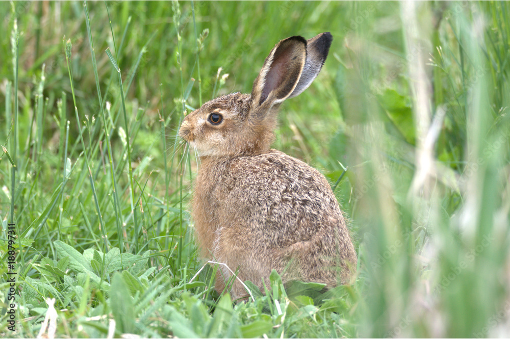 Fototapeta premium Feldhase Europäisch