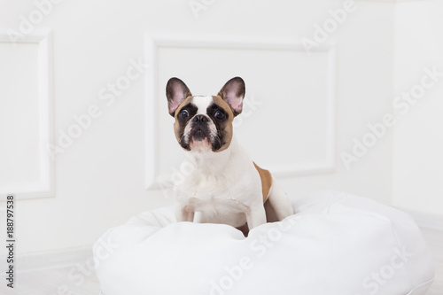 portrait of a dog of a French bulldog at home in a light interior close-up