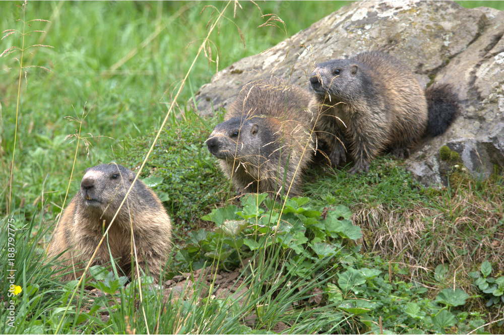 Obraz premium Murmeltiere Europäisch