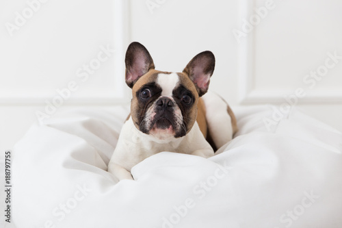 portrait of a dog of a French bulldog at home in a light interior close-up © zayatssv