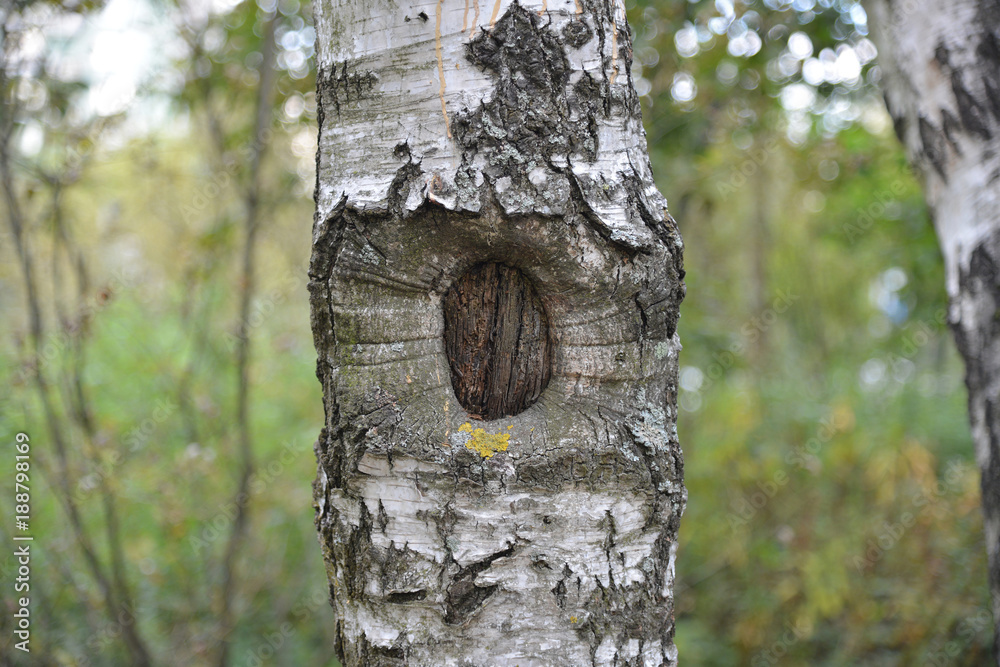 Fototapeta premium Bark of a Birch tree