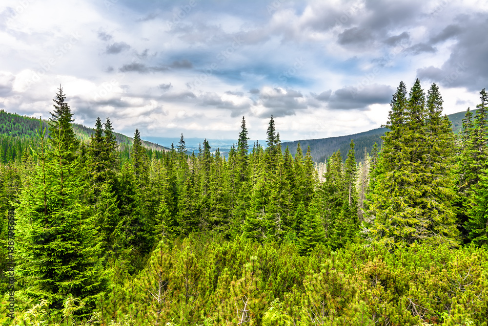 Fir trees and pine, mountain forest, landscape of evergreen coniferous woods in highlands
