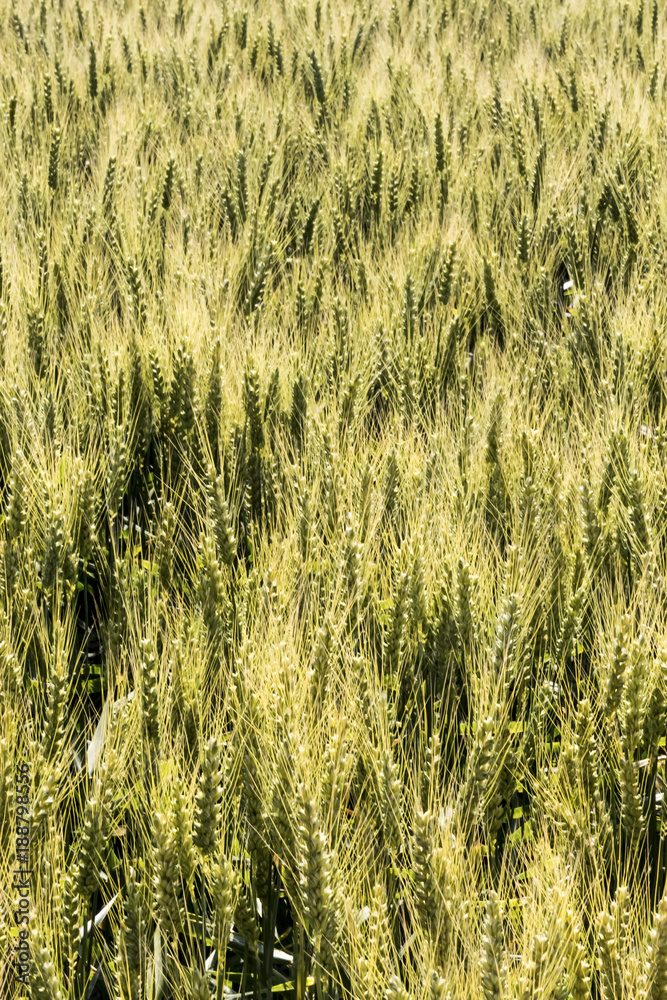 barley field before the harvest barley field before the harvest