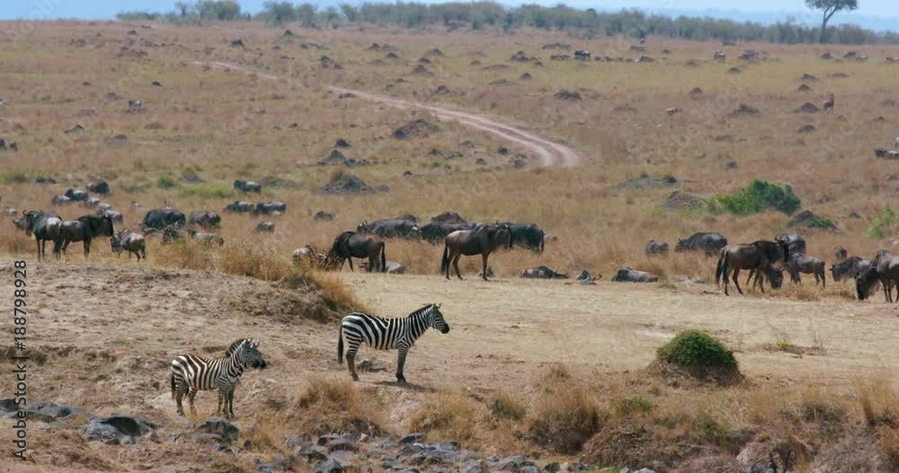Burchell'S Zebra Observing; Maasai Mara 6 Sept Pm; Maasai Mara, Kenya, Africa Burchell'S Zebra Observing; Maasai Mara 6 Sept Pm; Maasai Mara, Kenya, Africa