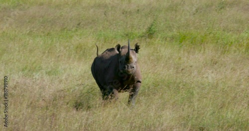 Black Rhino Walking In Long Grass; Nairobi National Park; Nairobi, Kenya, Africa