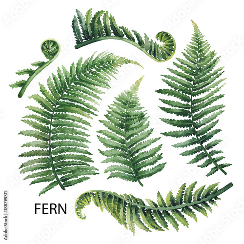 Watercolor fern leaves photo