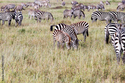 Zebra species of African equids  horse family  united by their distinctive black and white striped coats in different patterns  unique to each individual in Serengeti  Tanzania