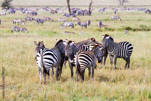 Zebra species of African equids  horse family  united by their distinctive black and white striped coats in different patterns  unique to each individual in Serengeti  Tanzania