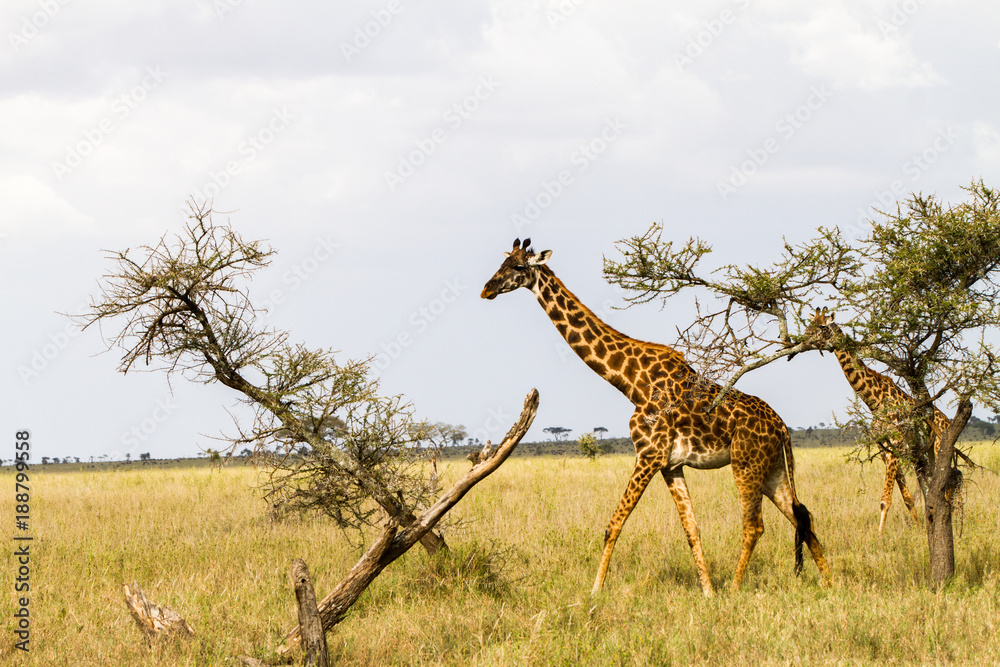 Obraz premium The giraffe (Giraffa), genus of African even-toed ungulate mammals, the tallest living terrestrial animals and the largest ruminants, part the Big Five game animals in Serengeti, Tanzania