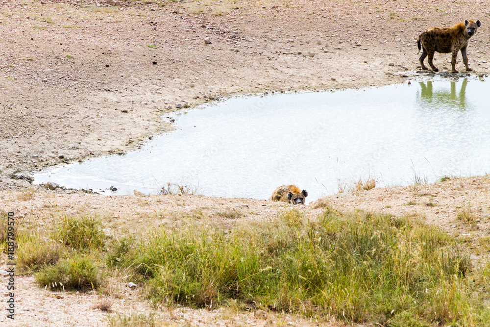 The spotted hyena (Crocuta crocuta), also known as the laughing hyena ...
