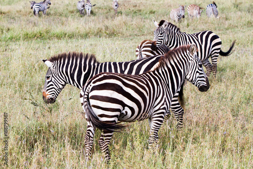 Zebra species of African equids  horse family  united by their distinctive black and white striped coats in different patterns  unique to each individual in Serengeti  Tanzania