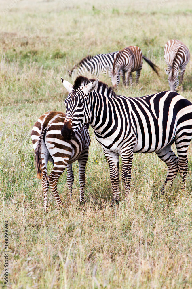 Zebra species of African equids (horse family) united by their distinctive black and white striped coats in different patterns, unique to each individual in Serengeti, Tanzania Zebra species of African equids (horse family) united by their distinctive black and white striped coats in different patterns, unique to each individual in Serengeti, Tanzania