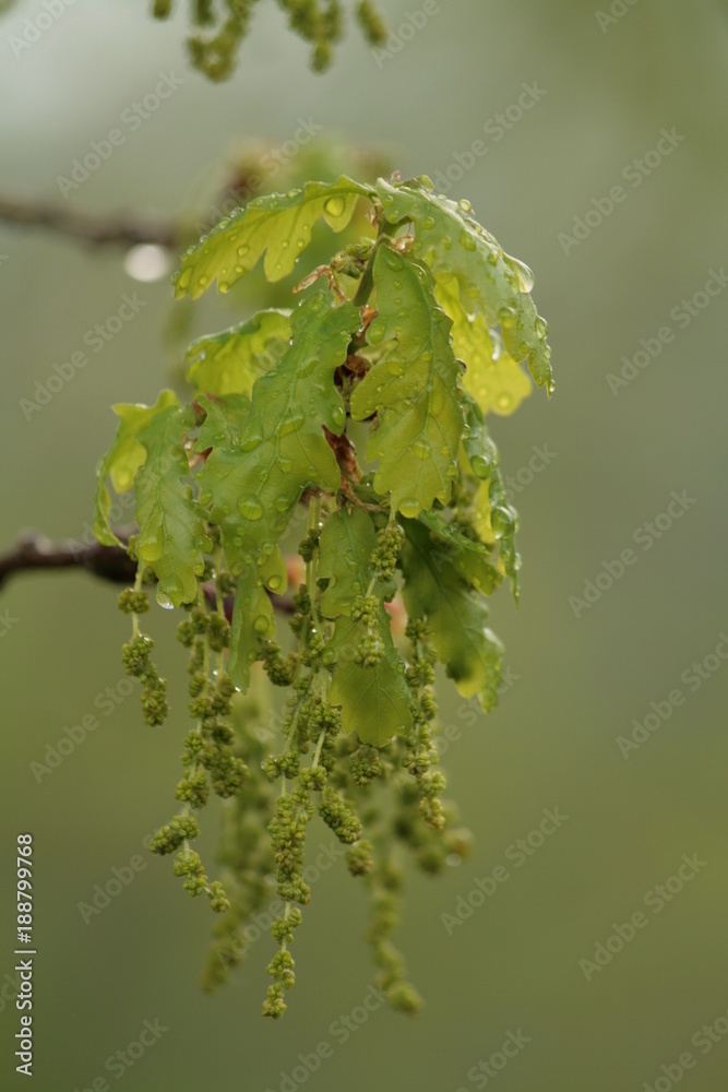 Oak flowers after the rain Oak flowers after the rain