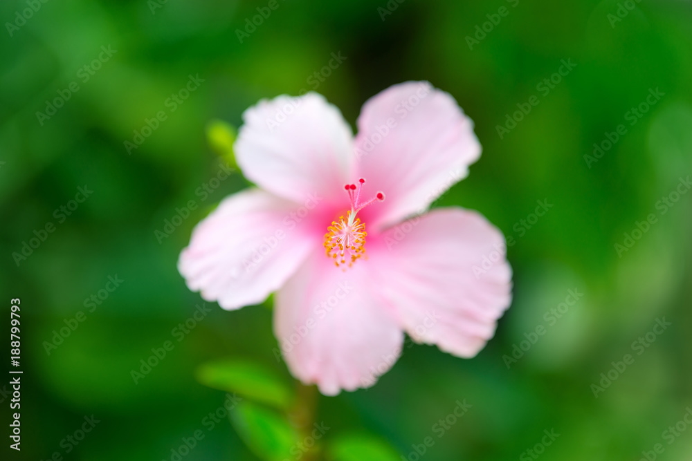 One big hibiscus pink flower with rain drops on petals One big hibiscus pink flower with rain drops on petals