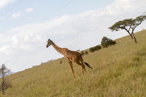 The giraffe  Giraffa   genus of African even-toed ungulate mammals  the tallest living terrestrial animals and the largest ruminants  part the Big Five game animals in Serengeti  Tanzania