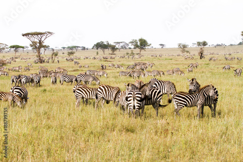 Zebra species of African equids  horse family  united by their distinctive black and white striped coats in different patterns  unique to each individual in Serengeti  Tanzania