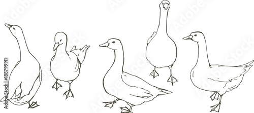 A flock of gray and white geese.
