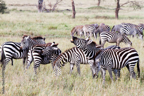 Zebra species of African equids  horse family  united by their distinctive black and white striped coats in different patterns  unique to each individual in Serengeti  Tanzania