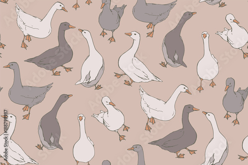 A flock of gray and white geese.
