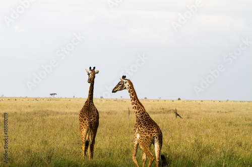 The giraffe  Giraffa   genus of African even-toed ungulate mammals  the tallest living terrestrial animals and the largest ruminants  part the Big Five game animals in Serengeti  Tanzania