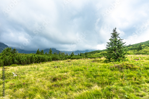 Green landscape in mountains  hills  pine trees and meadow with spring grass  Carpathians  Tatra National Park in Poland