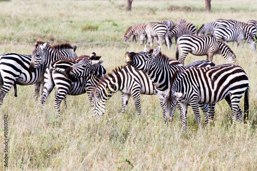 Zebra species of African equids (horse family) united by their distinctive black and white striped coats in different patterns, unique to each individual in Serengeti, Tanzania