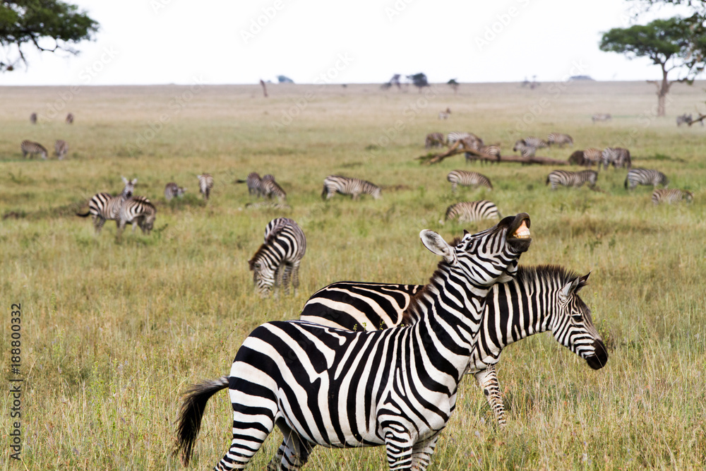 Fototapeta premium Zebra species of African equids (horse family) united by their distinctive black and white striped coats in different patterns, unique to each individual in Serengeti, Tanzania