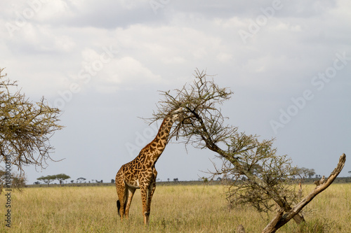 The giraffe (Giraffa), genus of African even-toed ungulate mammals, the tallest living terrestrial animals and the largest ruminants, part the Big Five game animals in Serengeti, Tanzania © anca enache