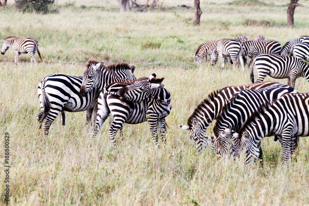Obraz premium Zebra species of African equids (horse family) united by their distinctive black and white striped coats in different patterns, unique to each individual in Serengeti, Tanzania