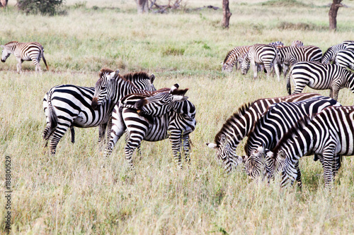 Zebra species of African equids (horse family) united by their distinctive black and white striped coats in different patterns, unique to each individual in Serengeti, Tanzania