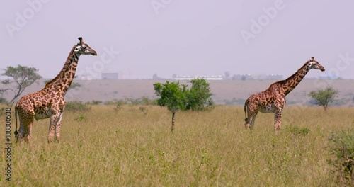 Maasai Giraffe Stood; Nairobi National Park; National Park, Nairobi, Kenya, Africa