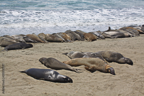 Elephant seals at Highway Nr.1 in California in the USA
