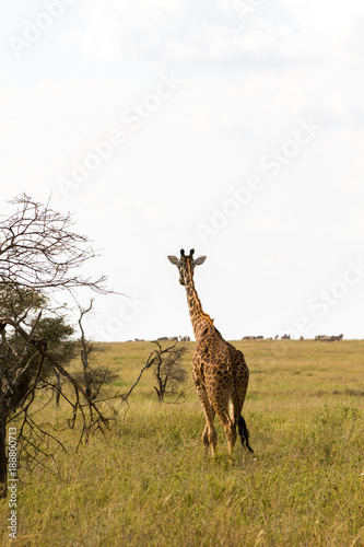 The giraffe  Giraffa   genus of African even-toed ungulate mammals  the tallest living terrestrial animals and the largest ruminants  part the Big Five game animals in Serengeti  Tanzania